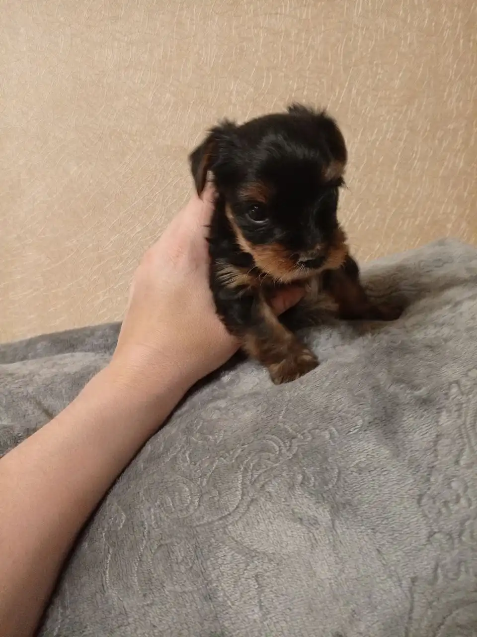 Продажа щенков йоркширского терьера