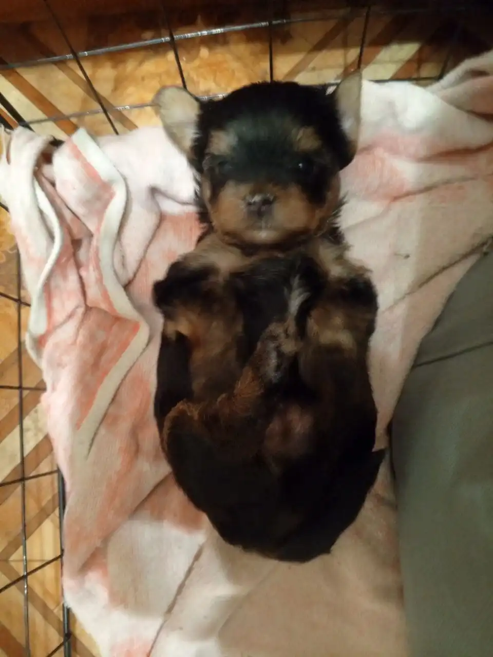 Продажа щенков йоркширского терьера