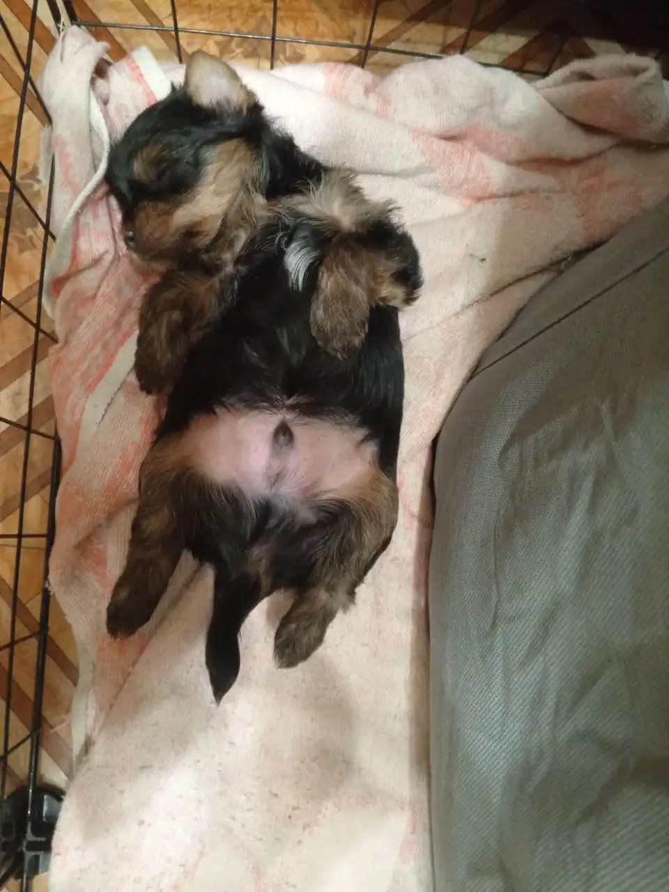 Продажа щенков йоркширского терьера