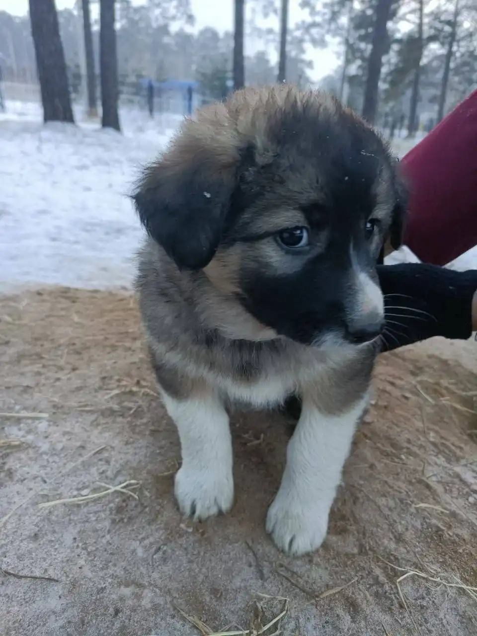 Щенок для охраны дома