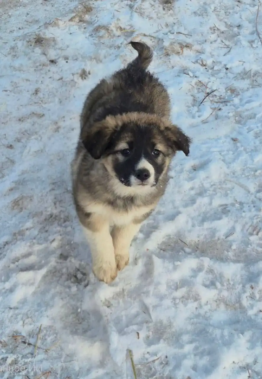 Щенок для охраны дома