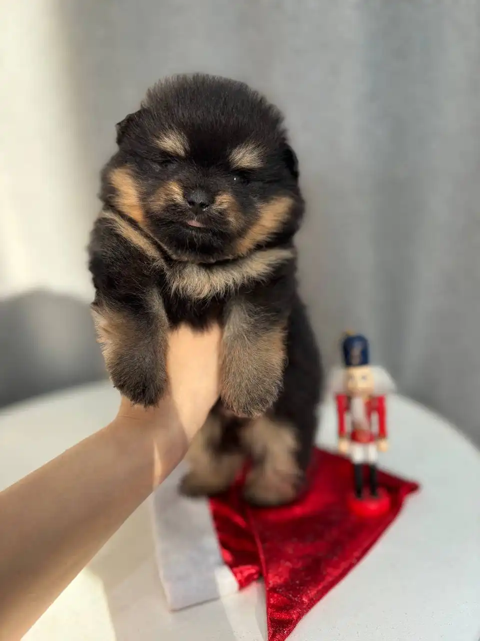 Продажа шпица