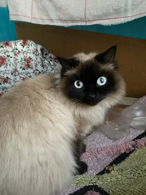 Найдена кошечка в районе Дацана - Животные в Чита