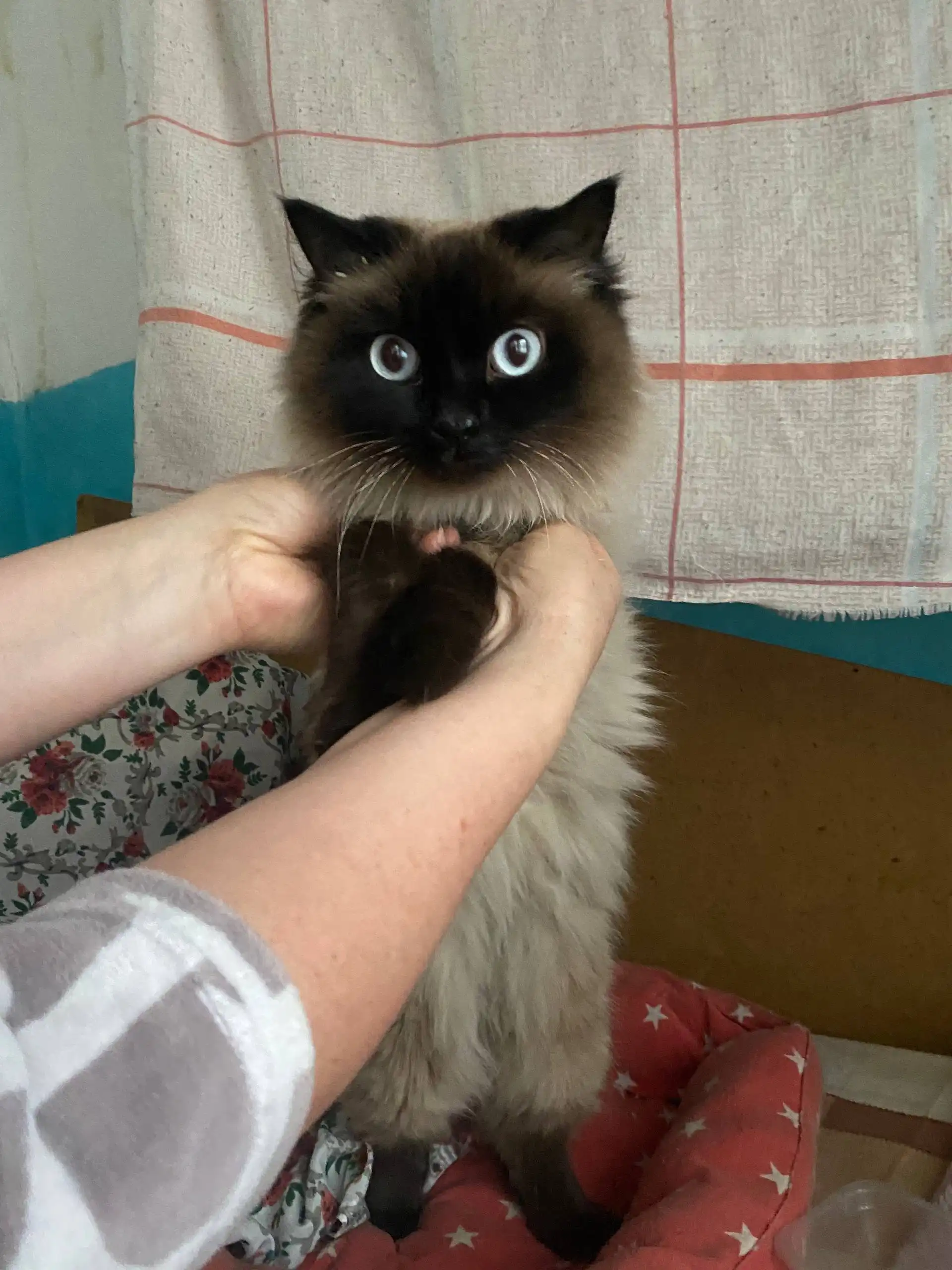 Найдена кошечка в районе Дацана