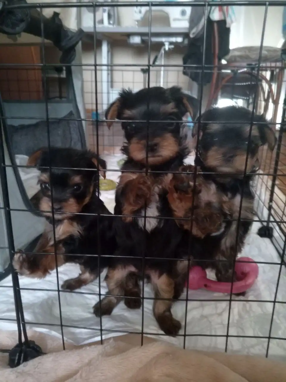 Продажа йоркширских терьеров мальчиков