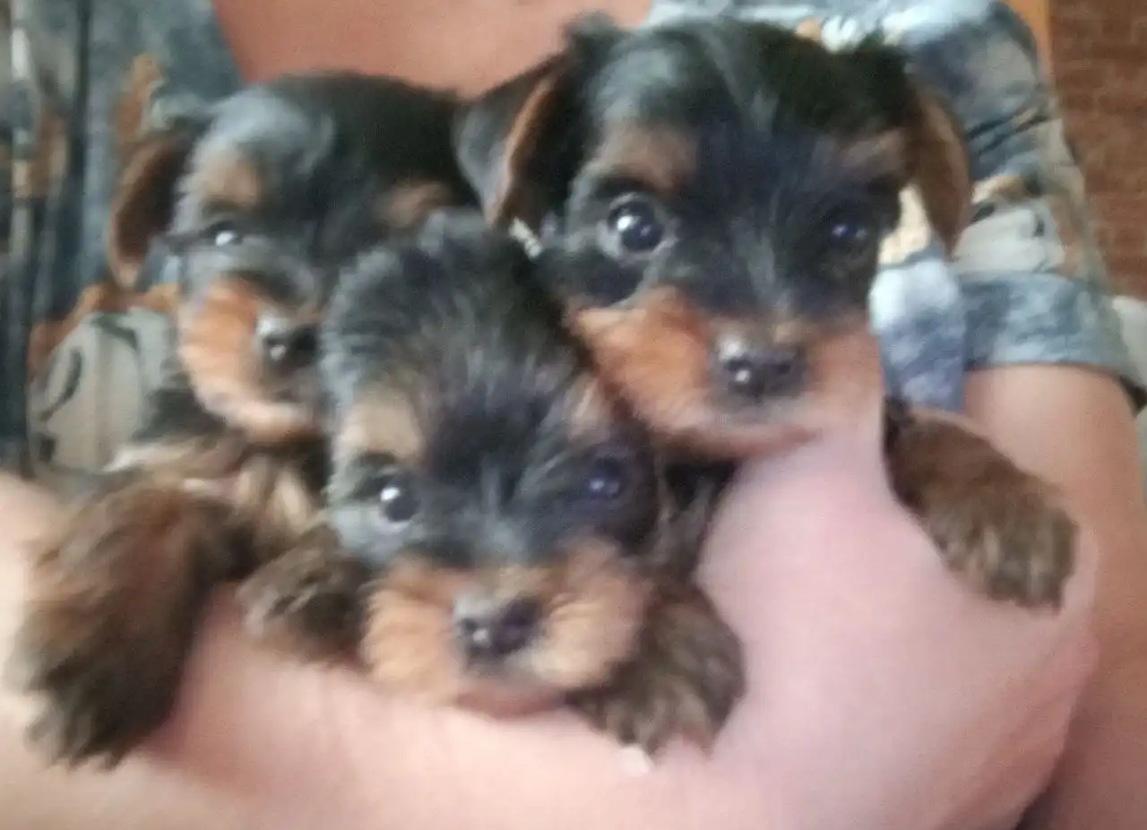 Продажа йоркширских терьеров мальчиков