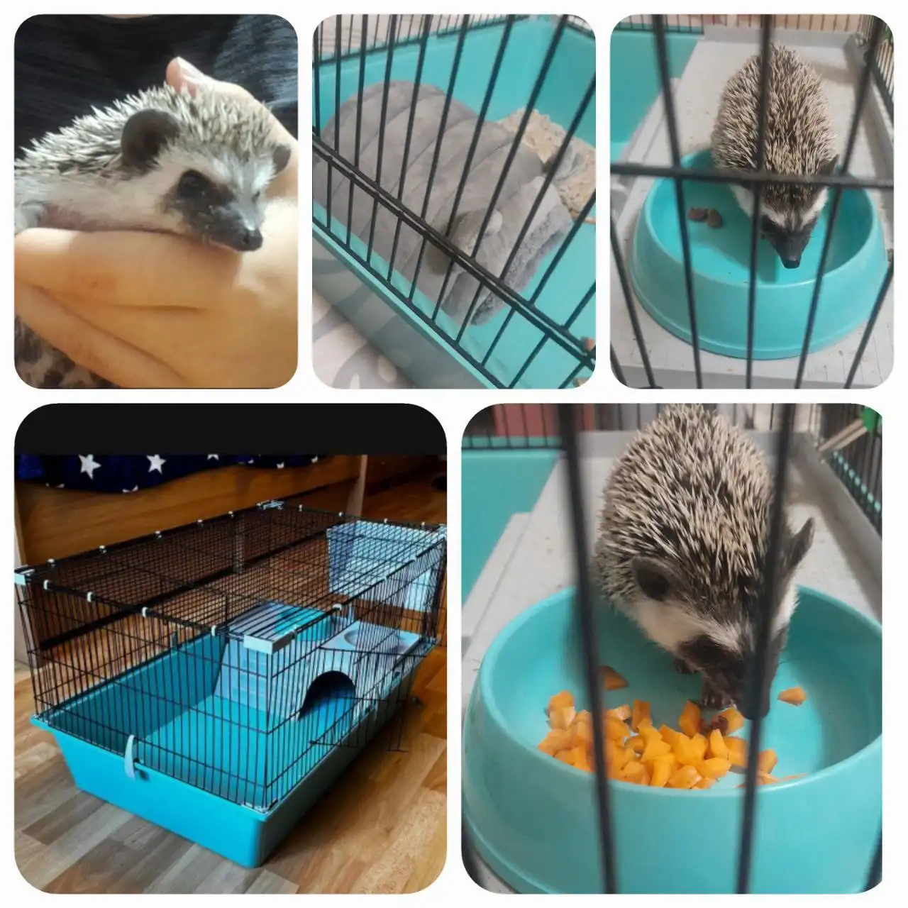 Продажа африканского ёжика с клеткой и аксессуарами