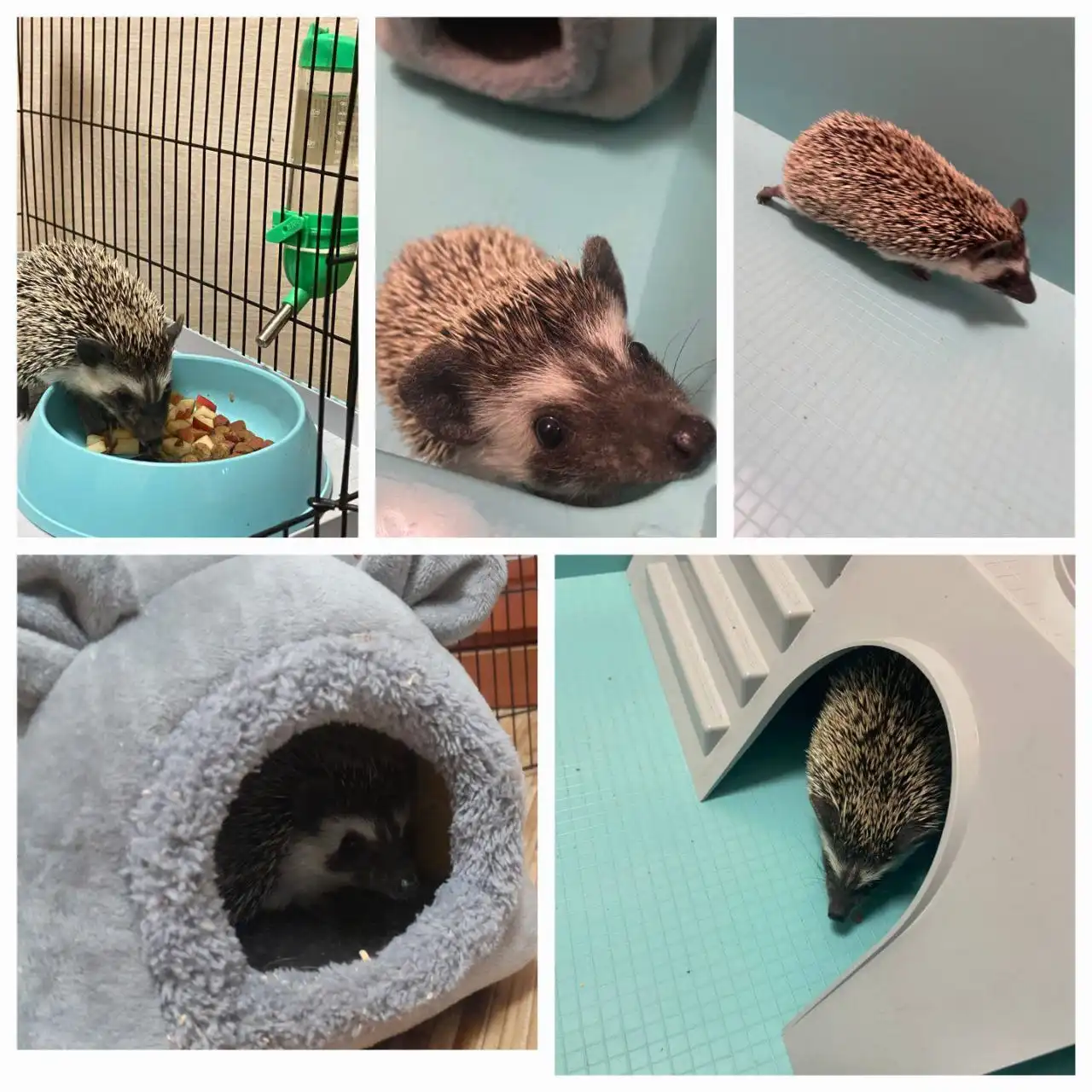 Продажа африканского ёжика с клеткой и аксессуарами