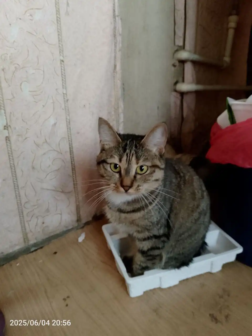 Отдам кошечку из-за аллергии ребенка