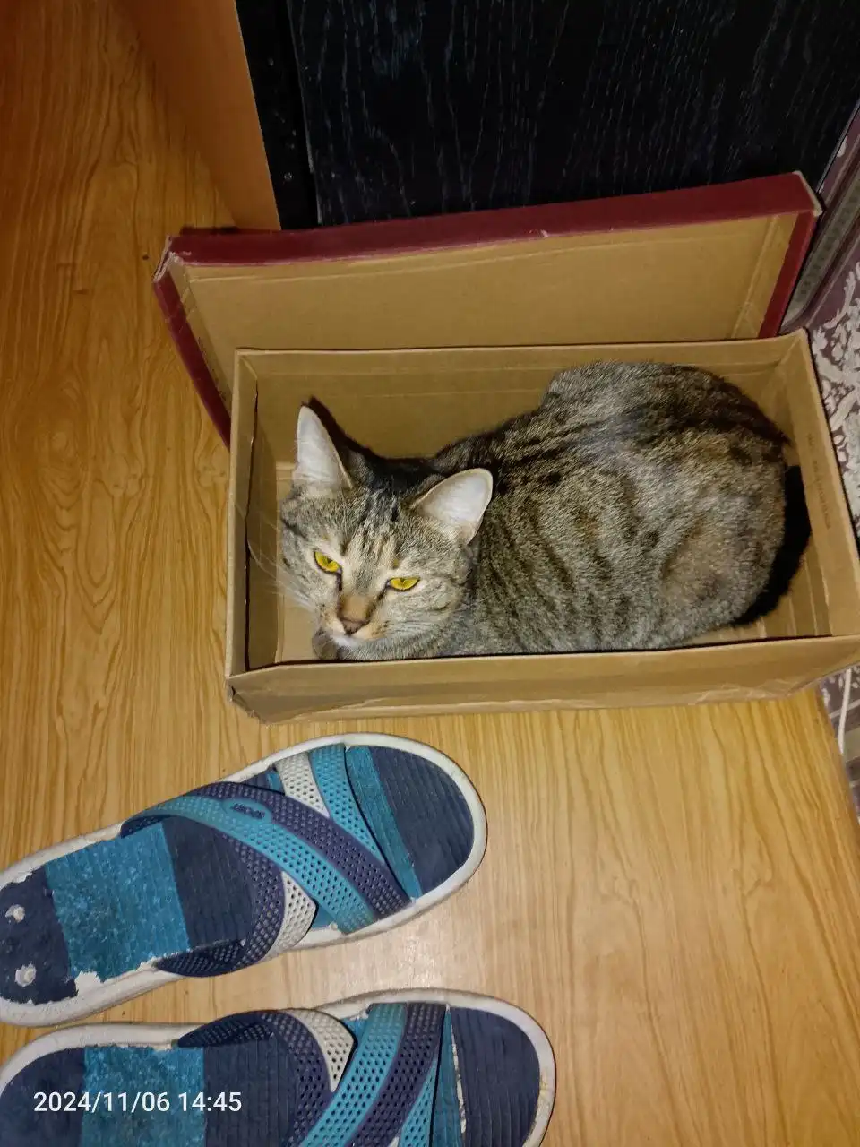 Отдам кошечку из-за аллергии ребенка