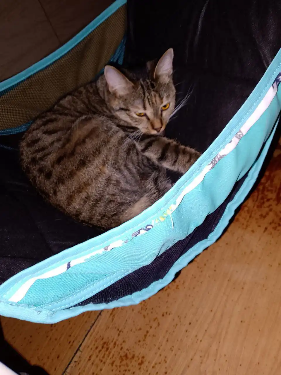 Отдам кошечку из-за аллергии ребенка