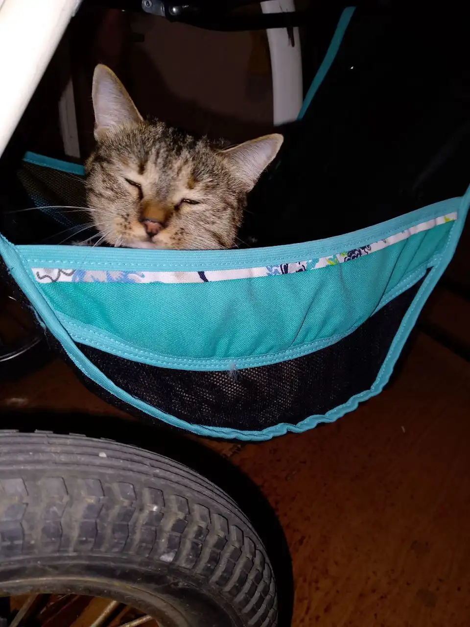 Отдам кошечку из-за аллергии ребенка