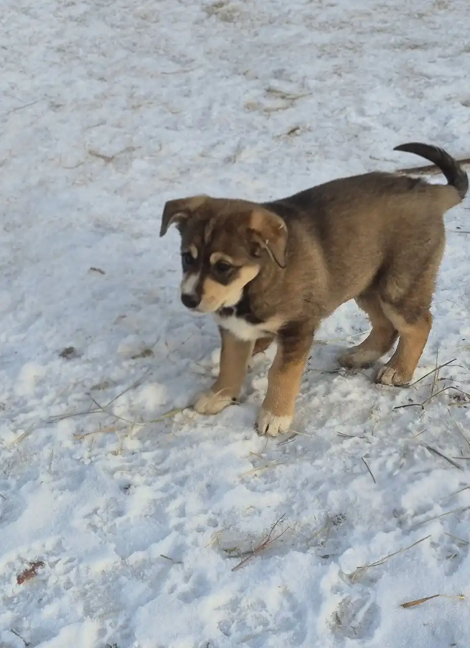 Щенок для охраны дома - Собаки (Животные) в Чита