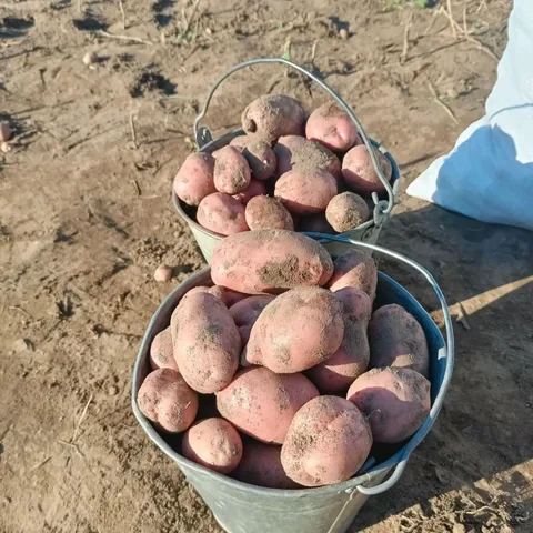 Продам картофель Скарлет - Барахолка в Чита