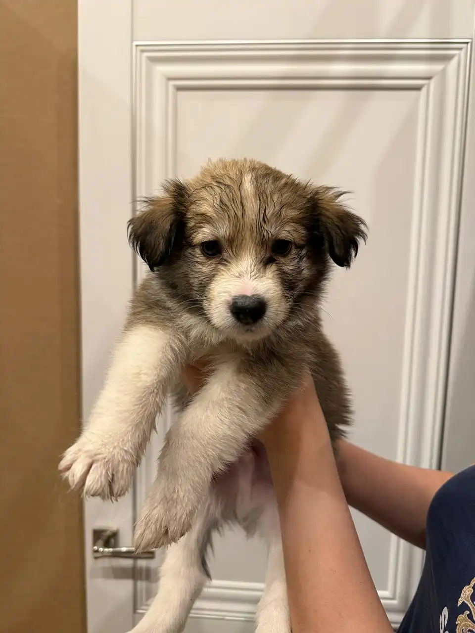 Щенки лайки и помеси самоеда - Собаки (Животные) в Чита