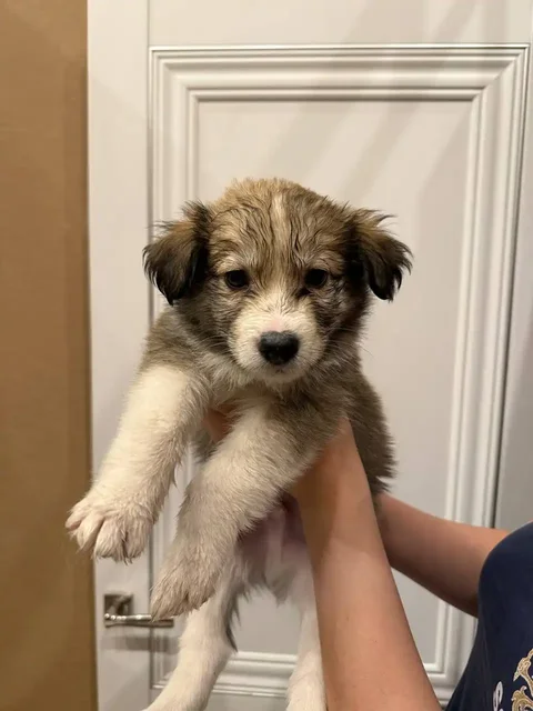 Щенки лайки и помеси самоеда - Собаки в Чита