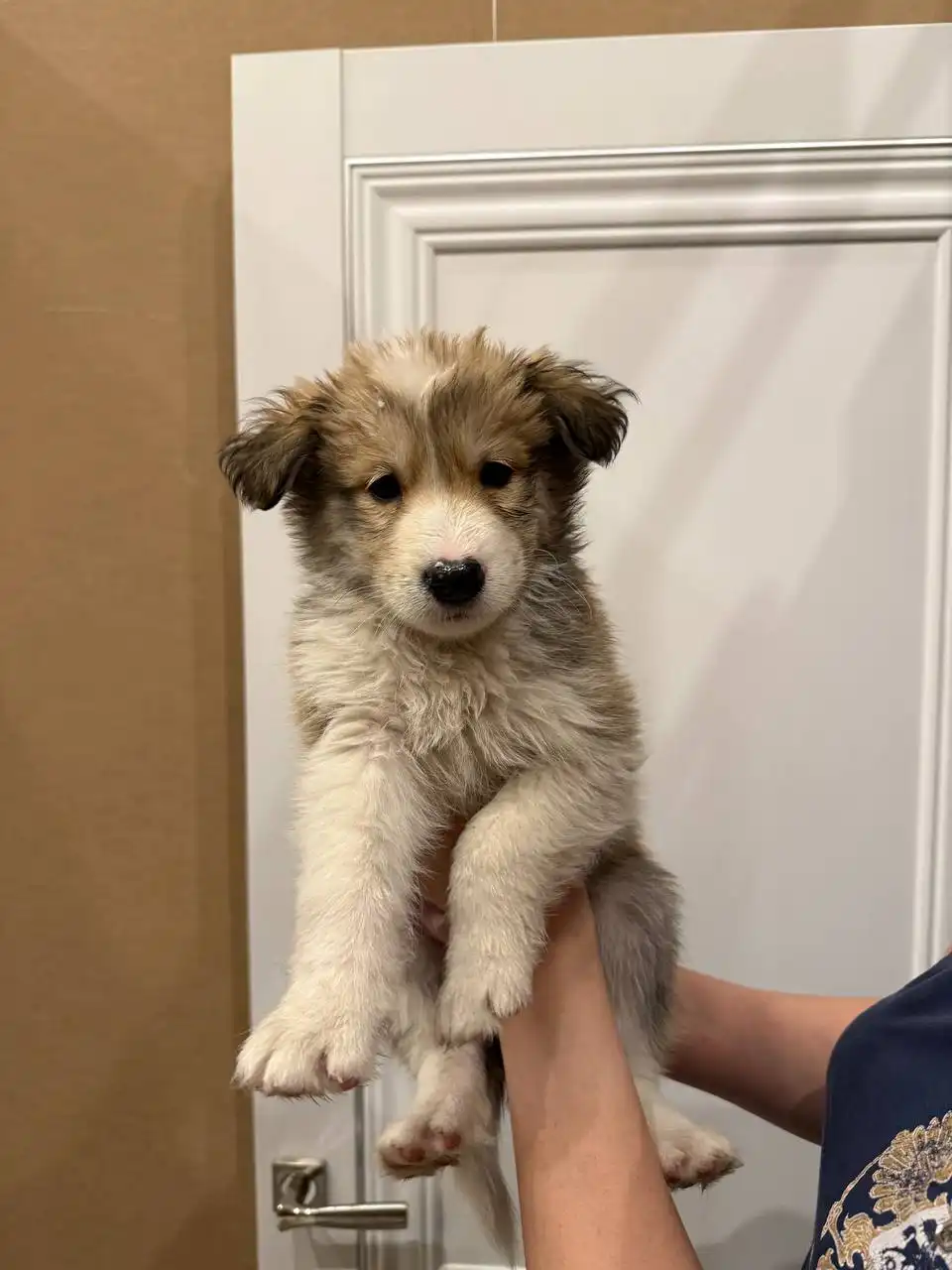 Щенки лайки и помеси самоеда - Собаки (Животные) в Чита