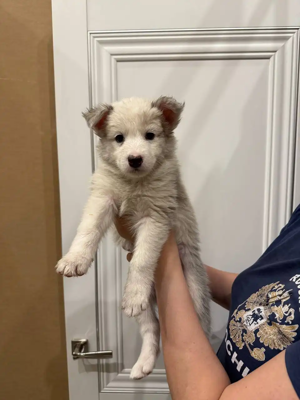 Щенки лайки и помеси самоеда - Собаки (Животные) в Чита