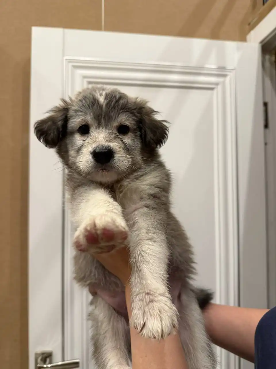 Щенки лайки и помеси самоеда - Собаки (Животные) в Чита