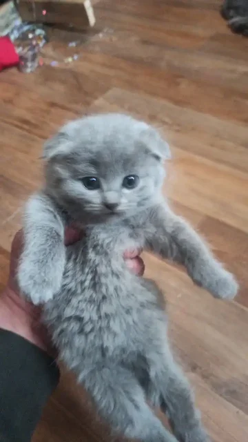 Продам чистокровных шотландских вислоухих котят - Кошки в Чита