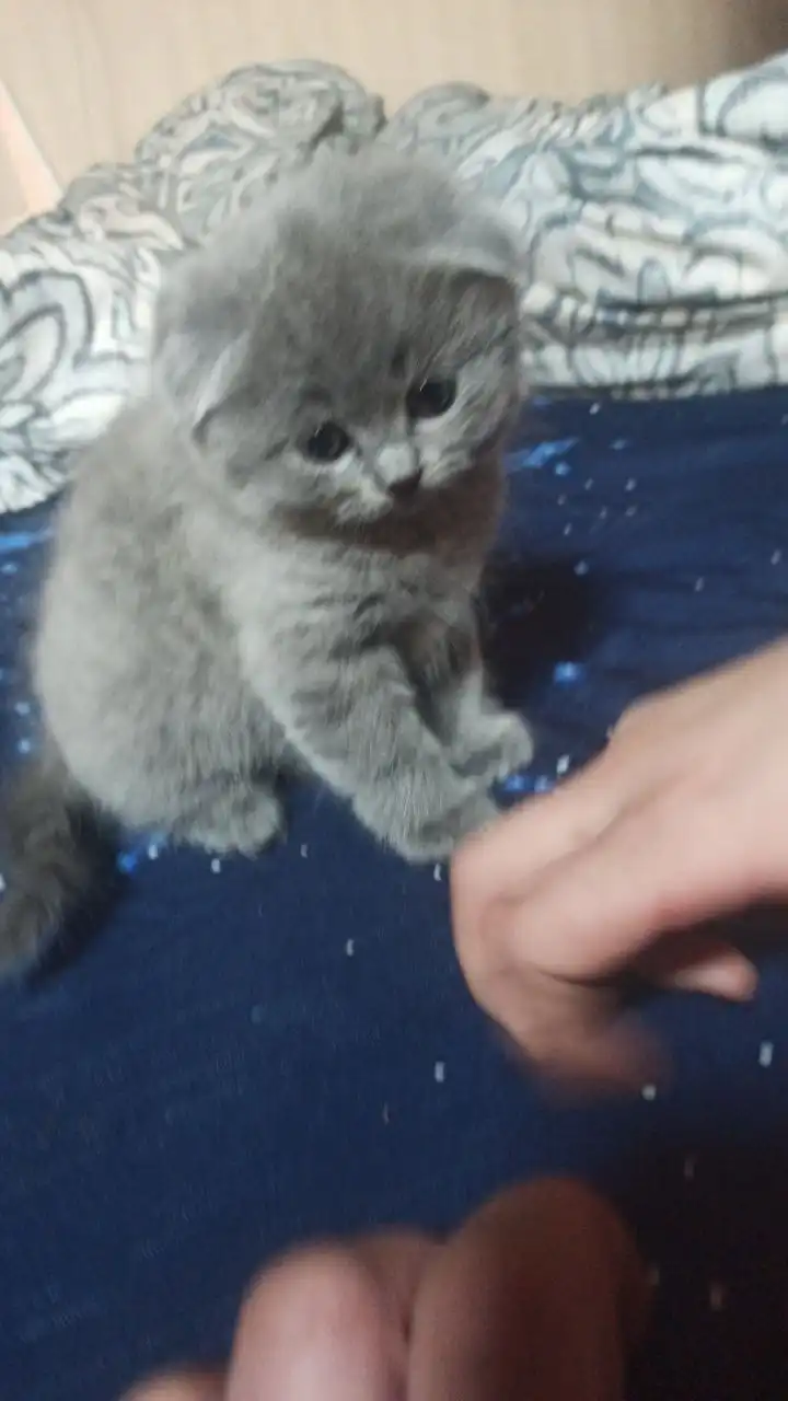 Продам чистокровных шотландских вислоухих котят - Кошки (Животные) в Чита
