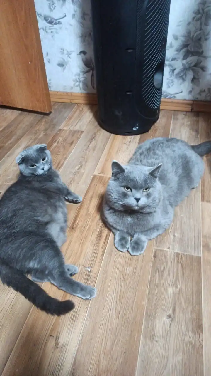 Продам чистокровных шотландских вислоухих котят - Кошки (Животные) в Чита