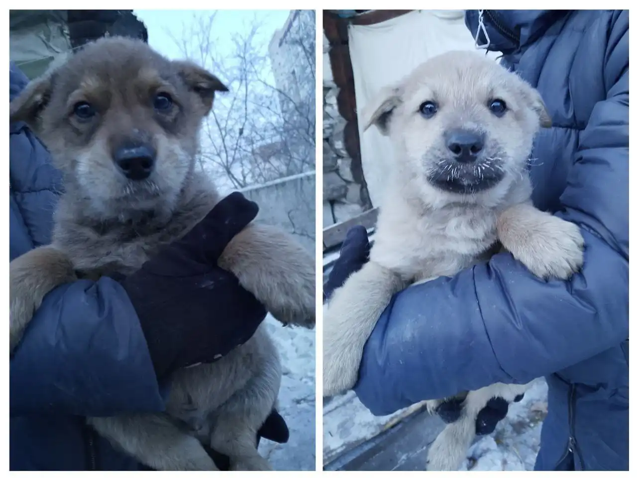 Щенки в добрые руки