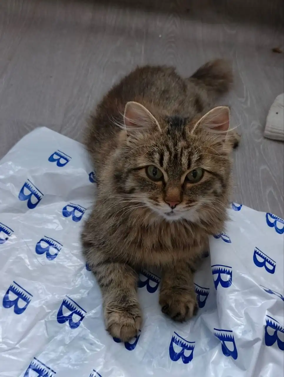 Отдам в добрые руки стерилизованную кошечку 8 месяцев