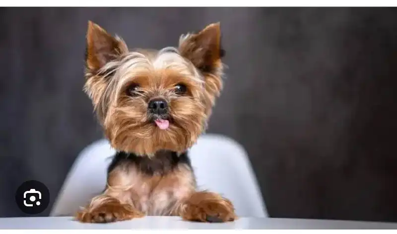 Щенок йоркширского терьера