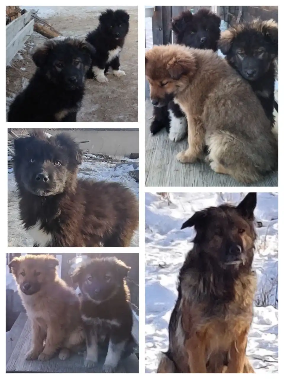 Щенки смеси немецкой и кавказской овчарки ищут хозяина