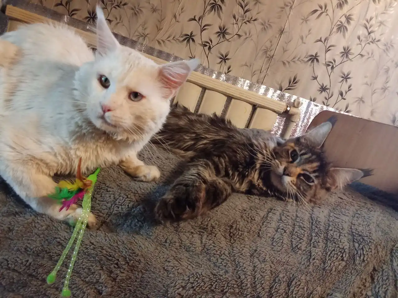 Продаются котята породы мейн кун