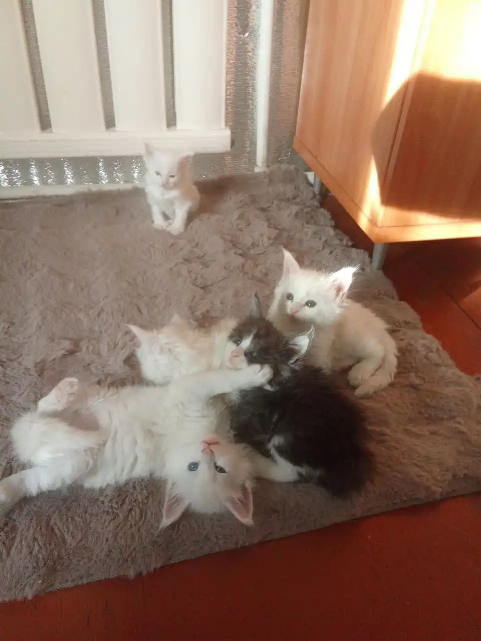 Продаются котята породы мейн кун