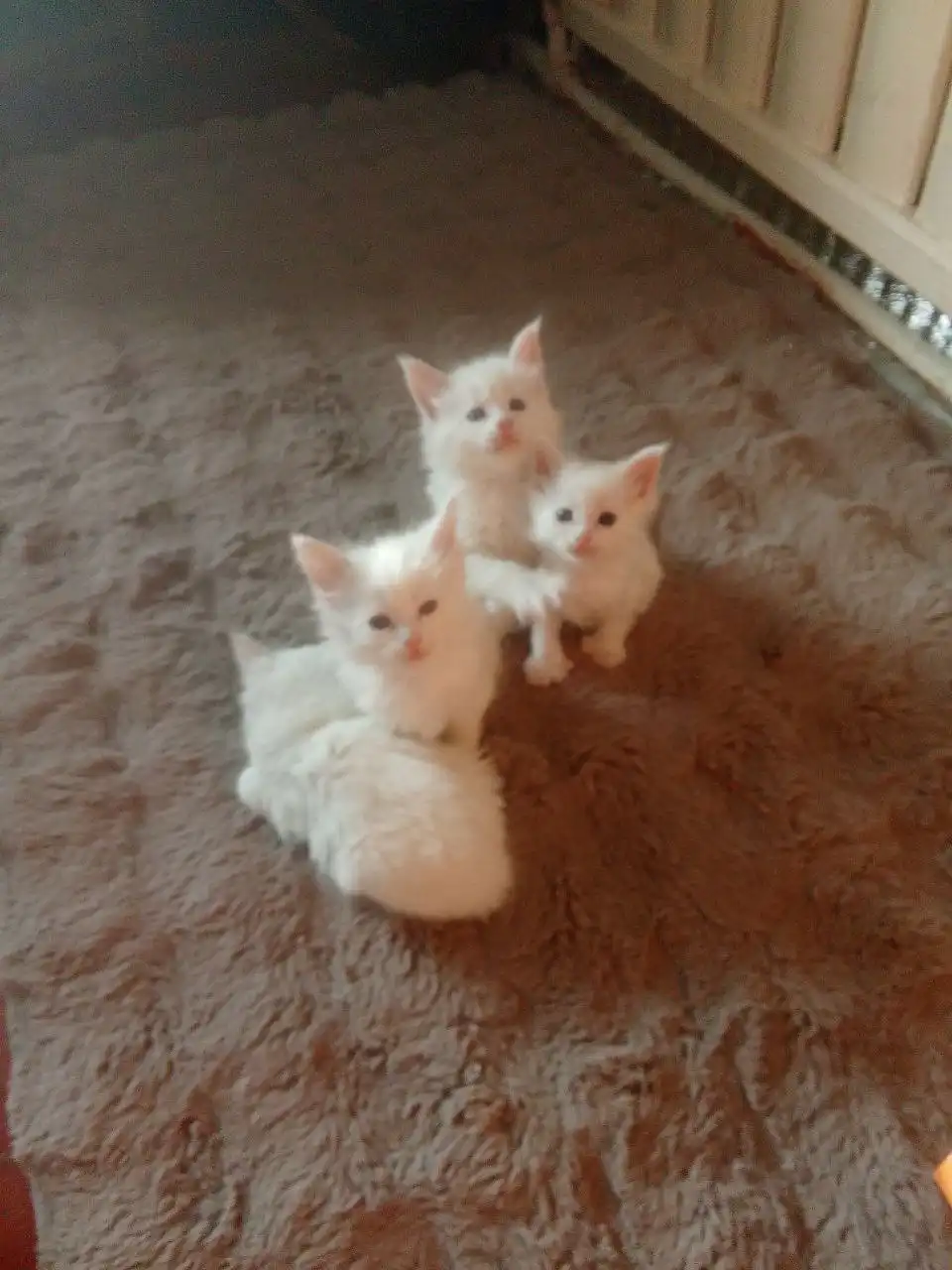 Продаются котята породы мейн кун