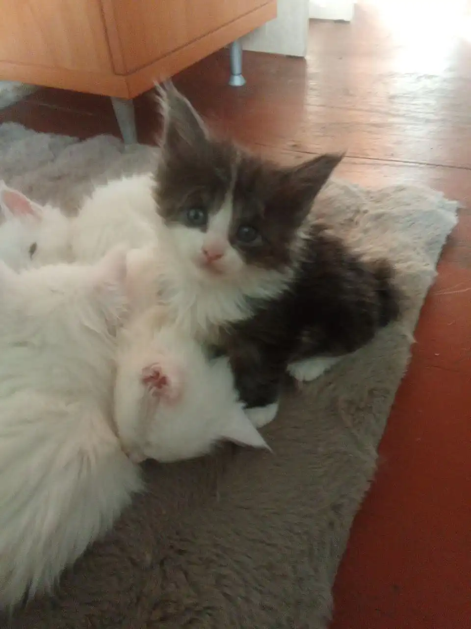 Продаются котята породы мейн кун