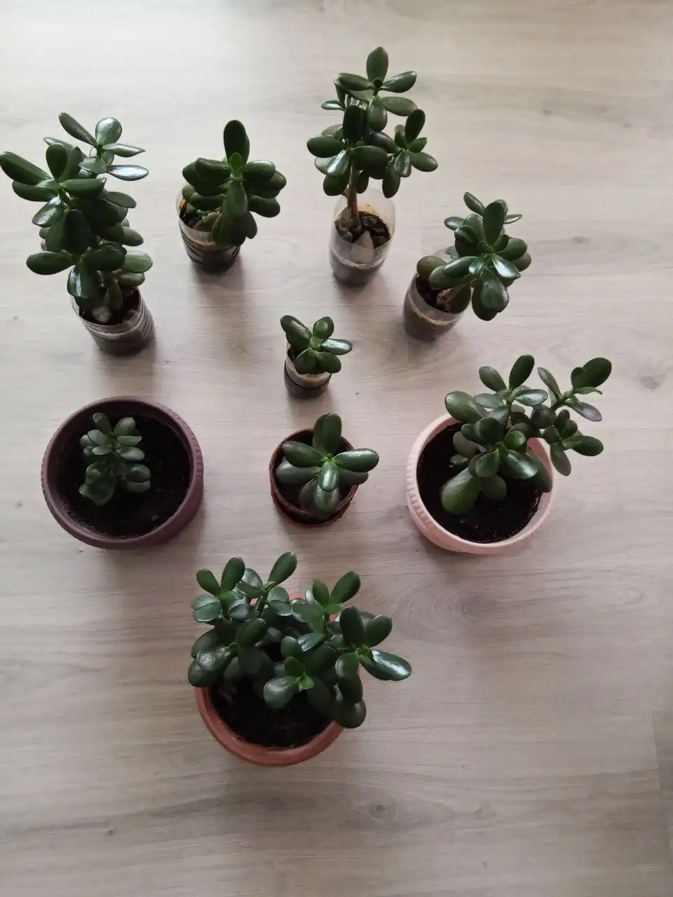 Продажа толстянки (денежного дерева) - Комнатные растения (Хобби и отдых) в Чита