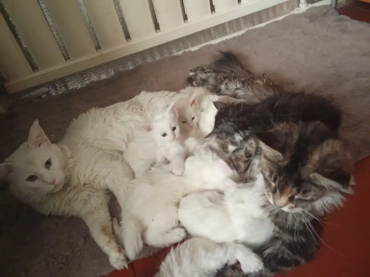 Продаются котята породы мейн кун с полидактилией - Кошки (Животные) в Чита