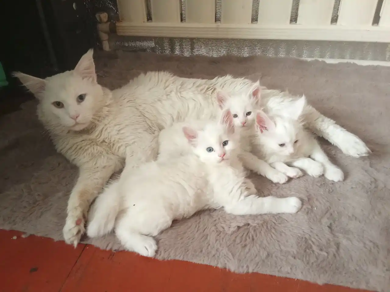 Продаются котята породы мейн кун с полидактилией - Кошки (Животные) в Чита