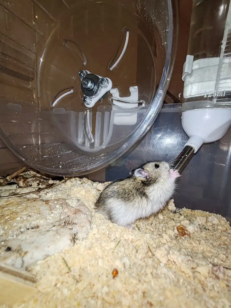 Продажа джунгарских хомячков - Грызуны (Животные) в Чита