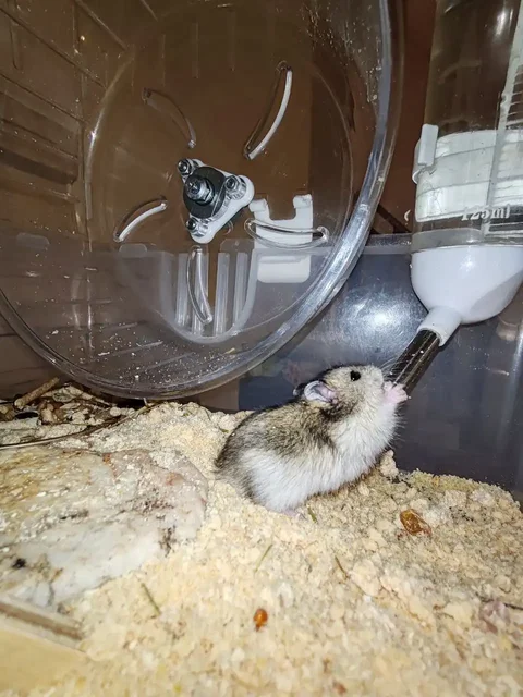 Продажа джунгарских хомячков - Кошки и котята в Чита