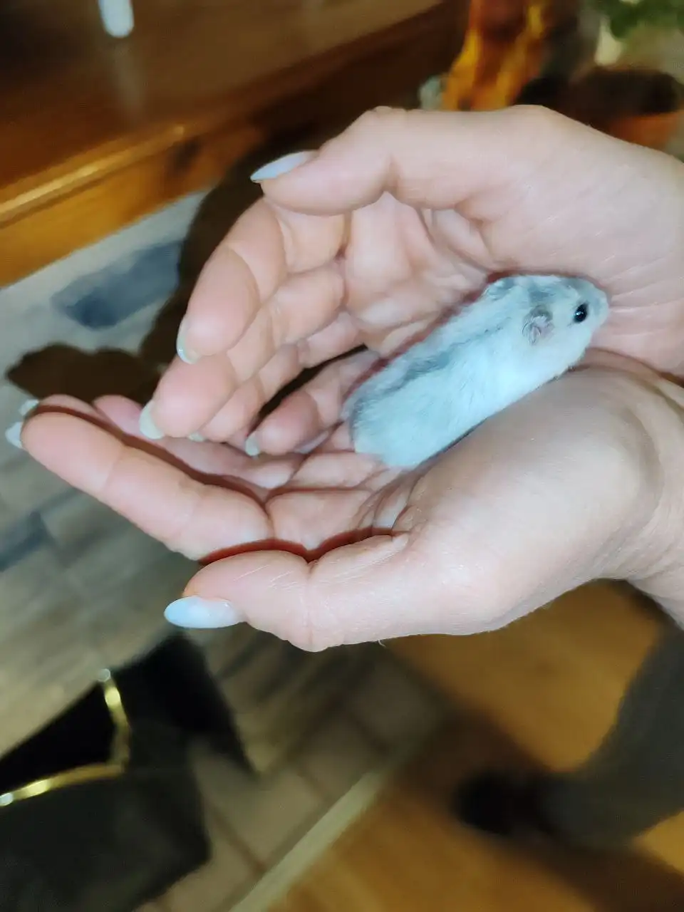 Продажа джунгарских хомячков - Грызуны (Животные) в Чита