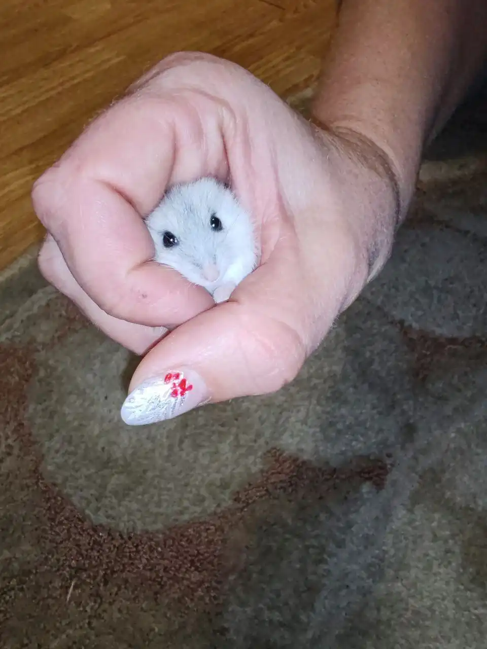 Продажа джунгарских хомячков - Грызуны (Животные) в Чита