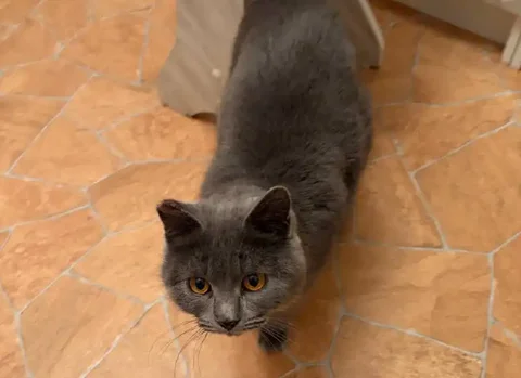 Кошка британской породы ищет дом после спасения с улицы - Кошки в Чита