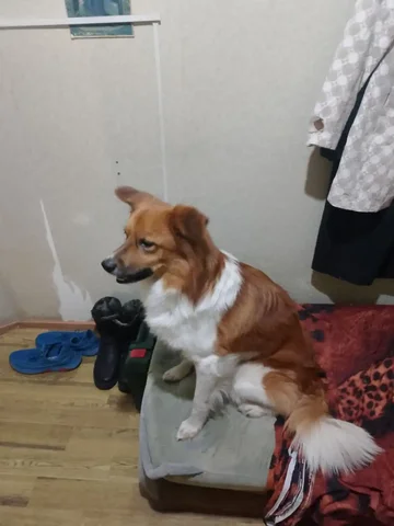 Тоша 1 год 3 месяца ищет дом - Животные в Чита