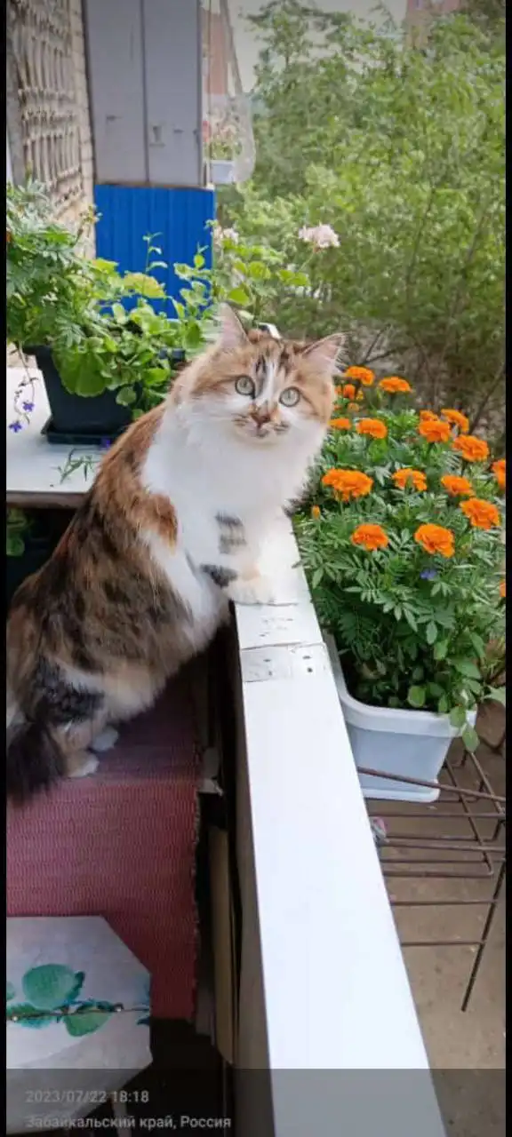 Пристройство кошечки - Кошки (Животные) в Чита