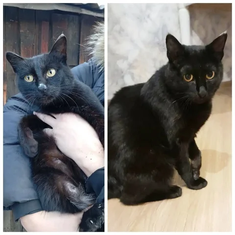 Поиск дома для кошечки с передержки - Животные в Чита
