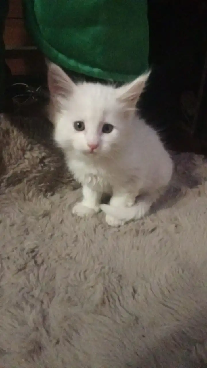 Продаются котята породы мейн кун - Кошки (Животные) в Чита