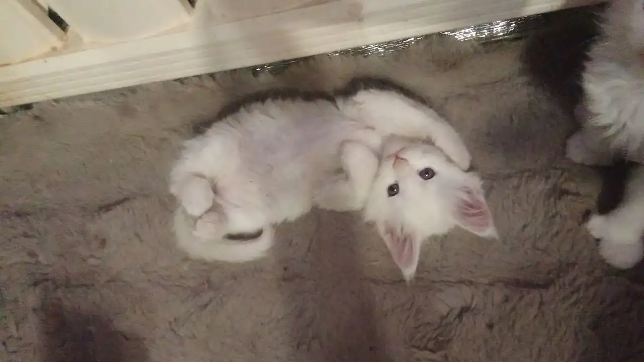 Продаются котята породы мейн кун - Кошки (Животные) в Чита