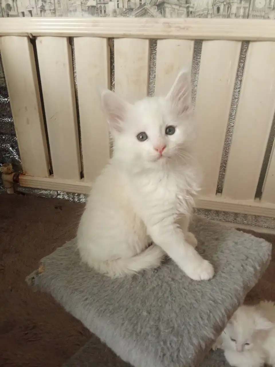 Продаются котята породы мейн кун - Кошки (Животные) в Чита