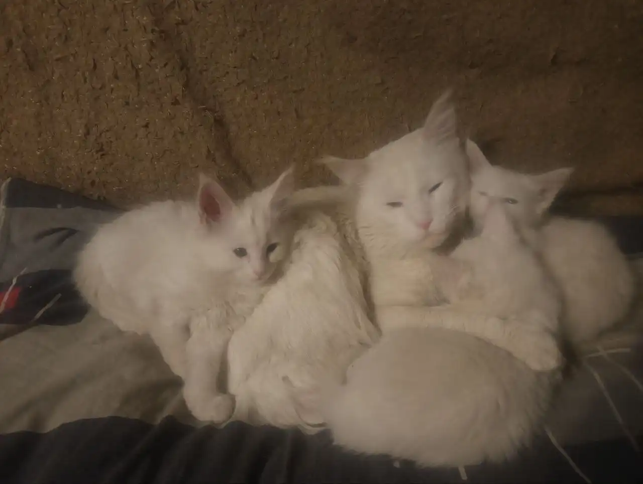 Продаются котята породы мейн кун - Кошки (Животные) в Чита