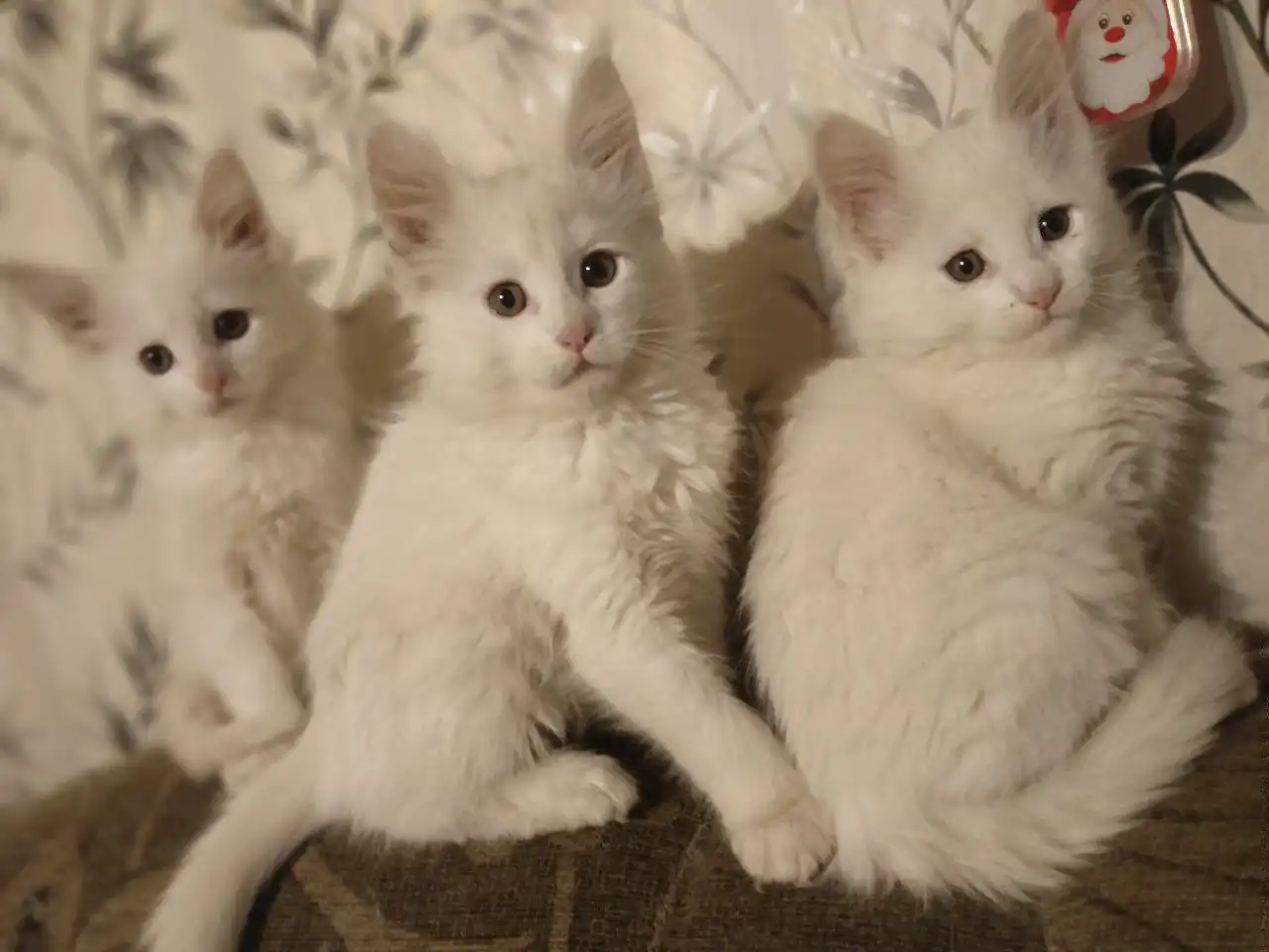 Чистокровные котята породы мейн-кун - Кошки (Животные) в Чита